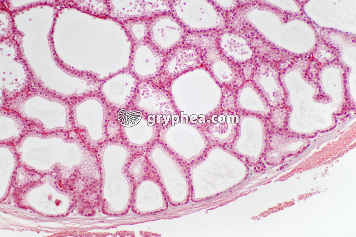 Glande lacrymale x25 - gryphea.com